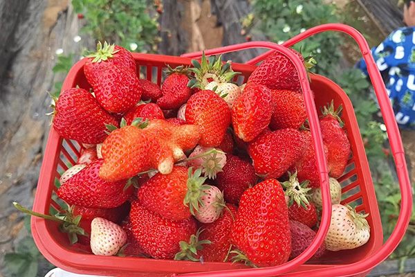 Ziua distractivă a mașinii de stele Qingdao la The Strawberry Fields